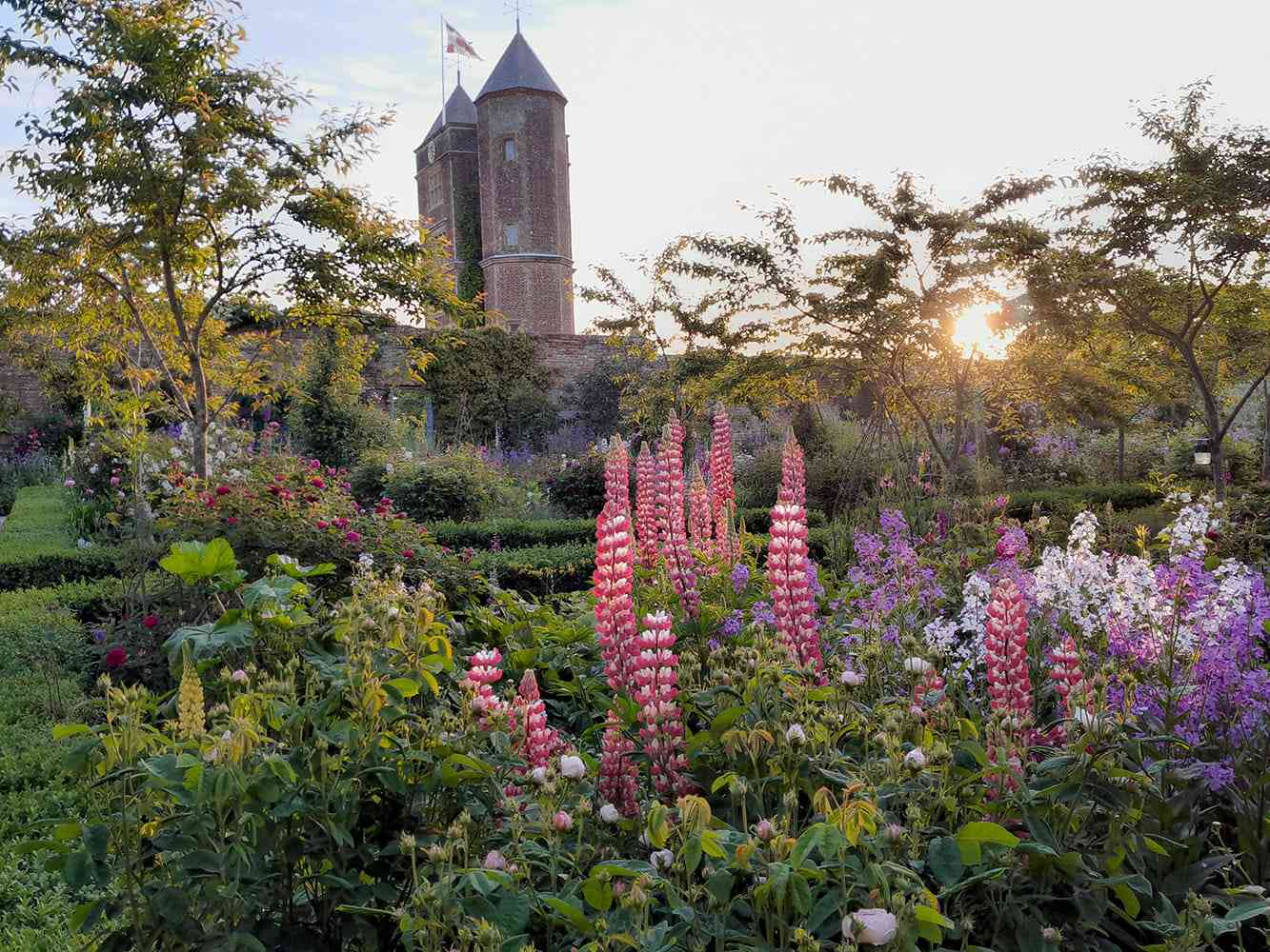 Flowers in bloom in a garden surrounded by a stone wall with the sun going down behind it.